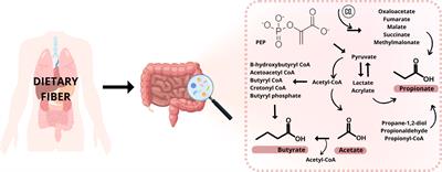 Determination of short-chain fatty acids as putative biomarkers of cancer diseases by modern analytical strategies and tools: a review